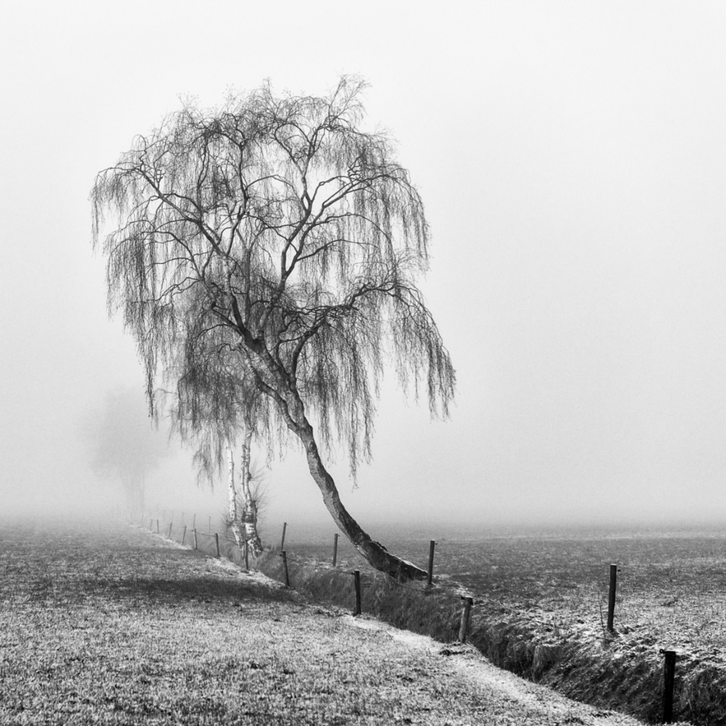 Boom mist zw